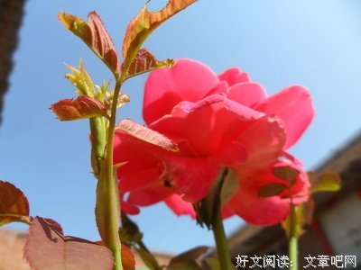 关于秦慎之的座右铭