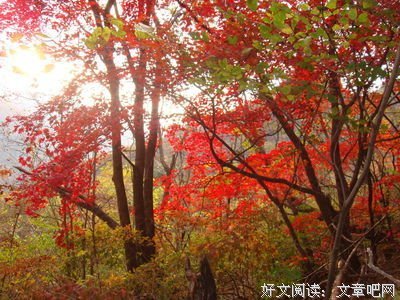 最新的《拿破仑传》好段摘抄大全
