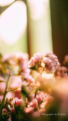 描写夏时的经典句子