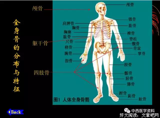 《基础解剖学》影评10篇