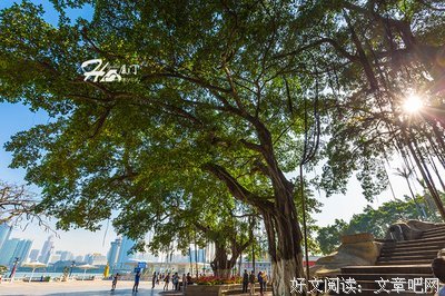 古韵悠扬丨花开皆有意，梦醒却无痕