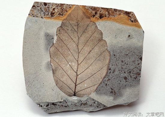 关于脊椎动物的名言