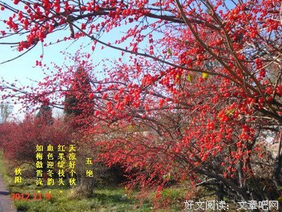 梅傲雪的名句_关于梅傲雪的名句