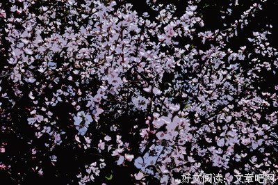侧侧轻寒经典句子