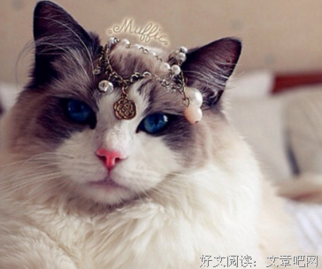 最新的麦九经典句子