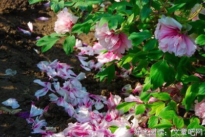 捆绑上天堂的读后感10篇
