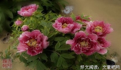 最新的《小窗自纪》佳句摘抄