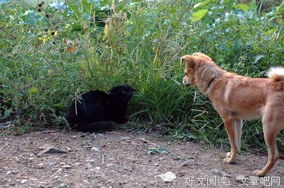 关于爱憎分明的唯美语录