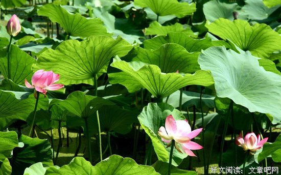 关于周敦颐的座右铭
