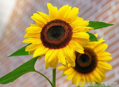 竭力追求认识神（为你诵读）