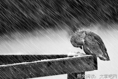 婆婆究竟该谁养？