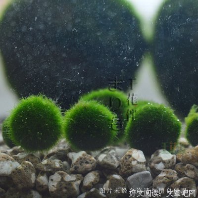 水瓶月 | 能成为你们是多么幸福的一件事