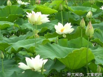 描写愿想的经典句子
