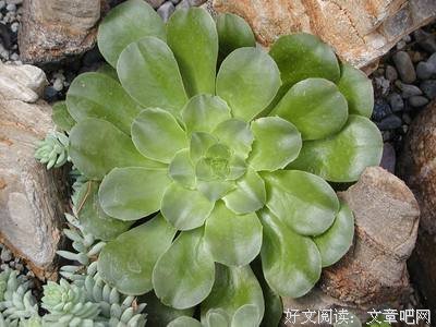 《12莲花》经典影评10篇