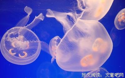 关于软体动物的语句