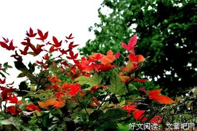关于夏雨的格言