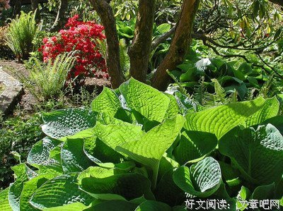 关于如兰名言名句