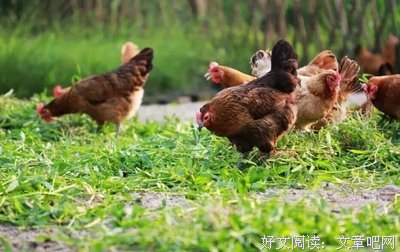 自扯自蛋经典名句