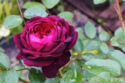 花间集读后感10篇