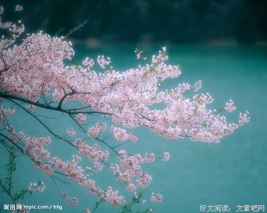 关于花开倾城的语句