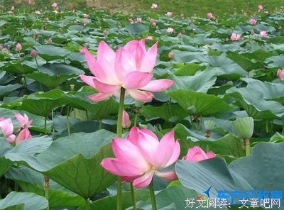 最经典的《鹧鸪天》好段摘抄大全