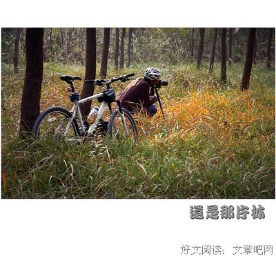 那片林