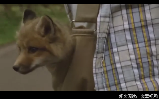 《子狐物语》经典观后感集