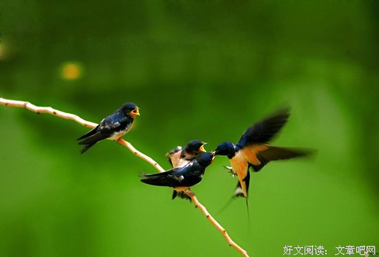 哀怨的语句摘抄_关于哀怨的语句