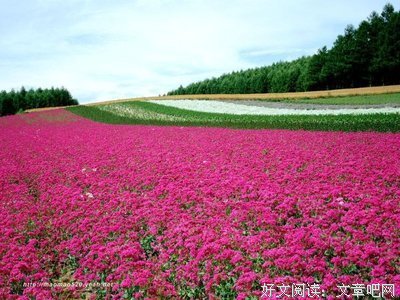 锦葵的读后感10篇