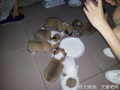 如果把男朋友调教成粘人小奶狗？