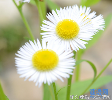 最经典的《闪烁的青春》经典名句大全