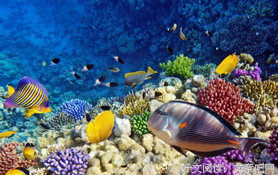 《海洋热》经典观后感10篇