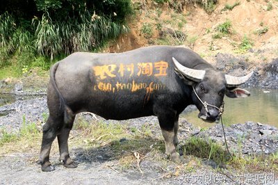 小镇青年返乡：“妖怪们”回家了