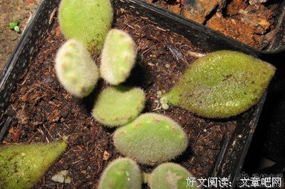 关于叶零落的座右铭