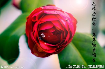 关于红药的格言