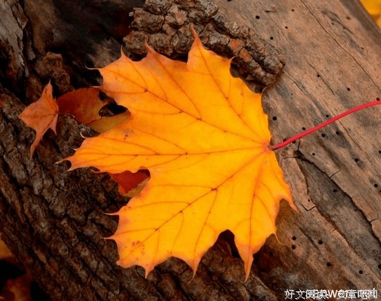 描写欢欣的经典句子