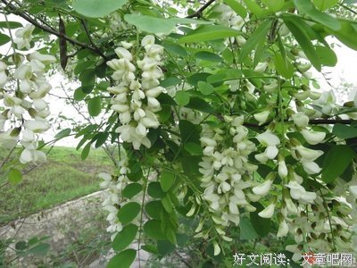 散文连苑丨一路芬芳，漫山崖