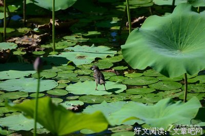 老家贼 | 杨建英专栏