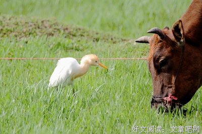 你还吃素吗？要不要试试吃荤的？
