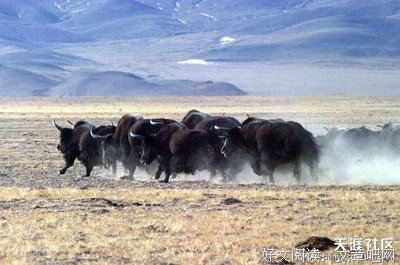 《西域生死书》经典读后感10篇