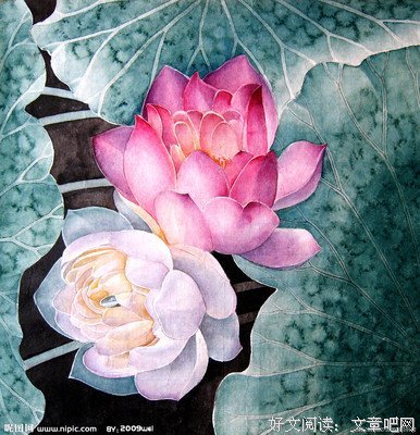 关于那莲的语句