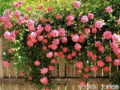 无能为力的语句摘抄_关于无能为力的语句