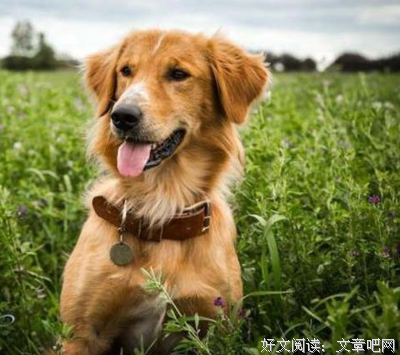 《一条狗的使命》的观后感10篇