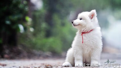 最新的《爆萌宠妃》经典语录