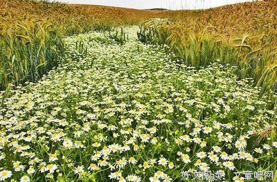 《美人为馅》经典的句子