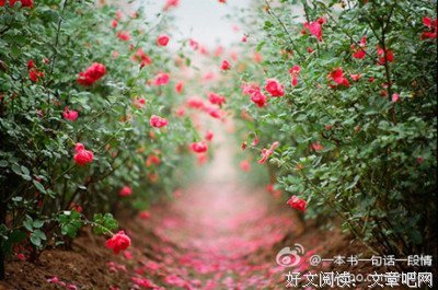 《往事不寂寞》读后感精选10篇