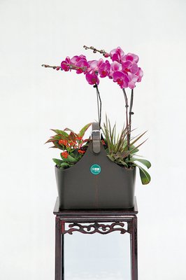 春里，等你一起听花语