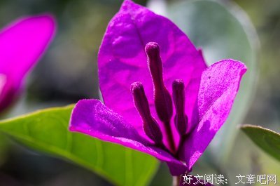明察秋毫的句子