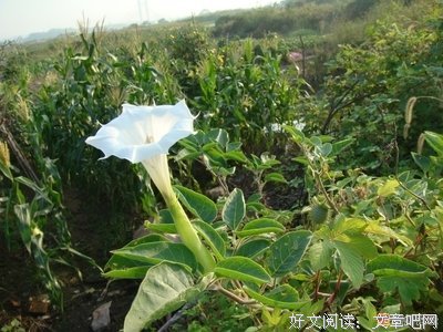《曼陀罗》读后感10篇