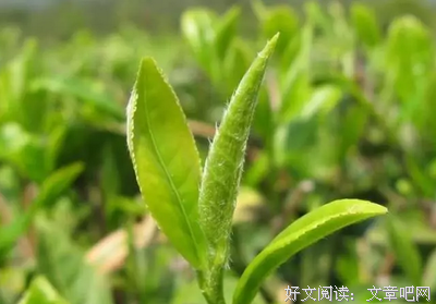 因为你，总让我失眠~